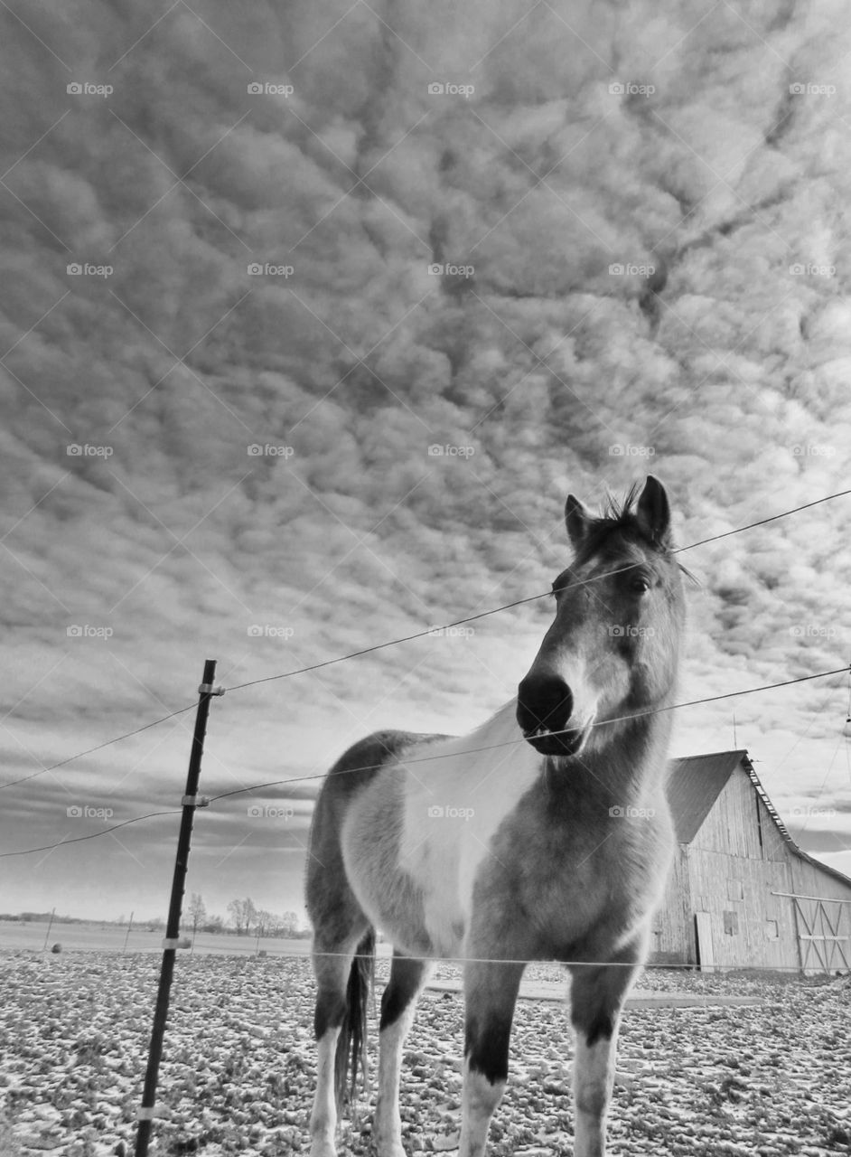 Horse and sky