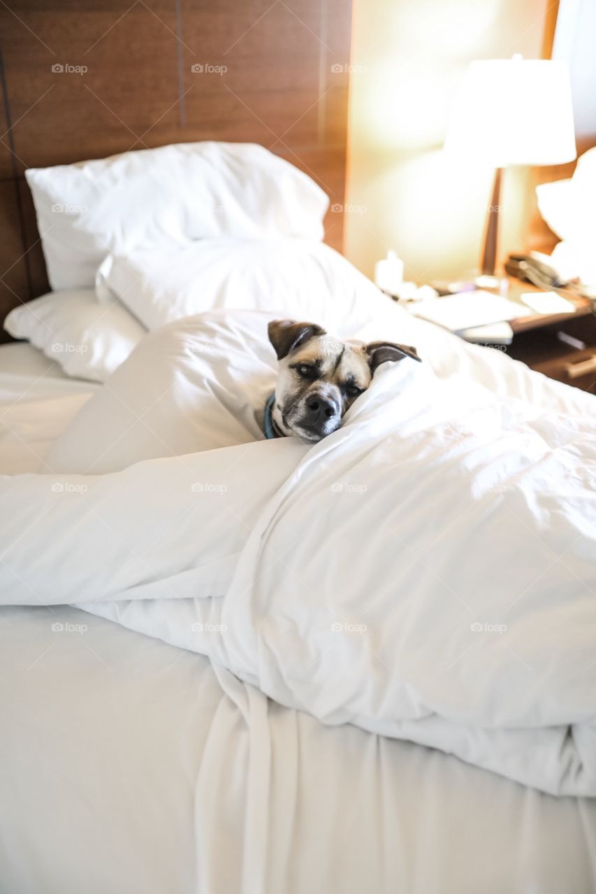 Sleepy spoiled dog curled up on Mom’s bed, waiting to receive all of the love and rubbies. 