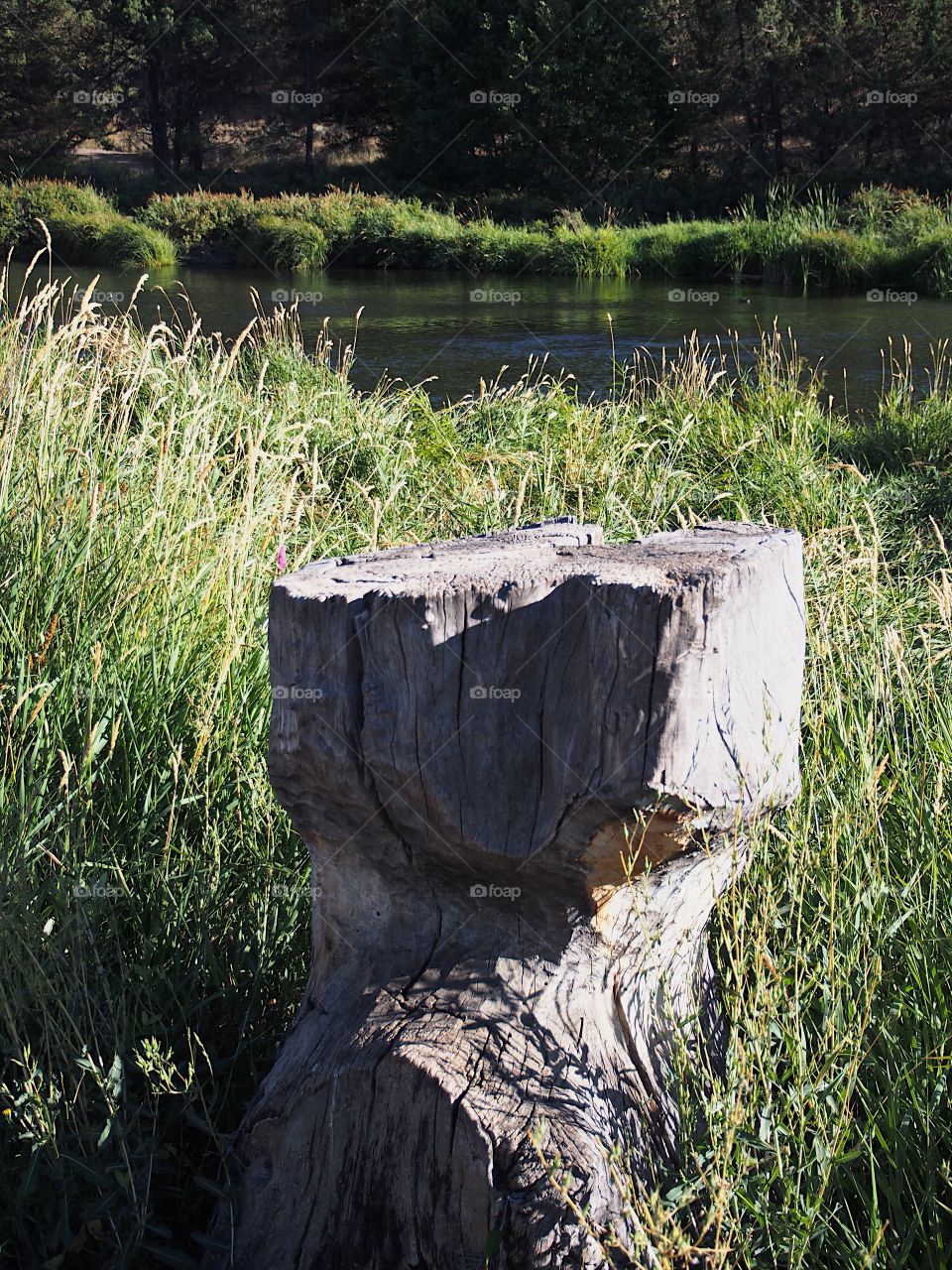 The serene Deschutes River in Central Oregon on a sunny summer day. 