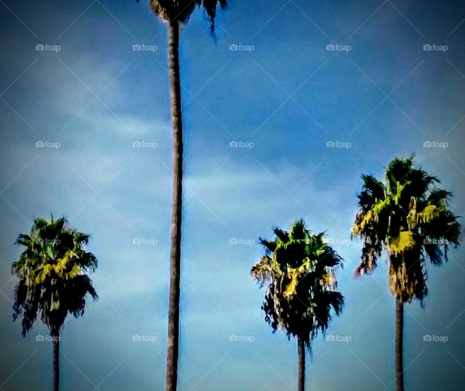 Palm Trees in a Line, Fairweather Day