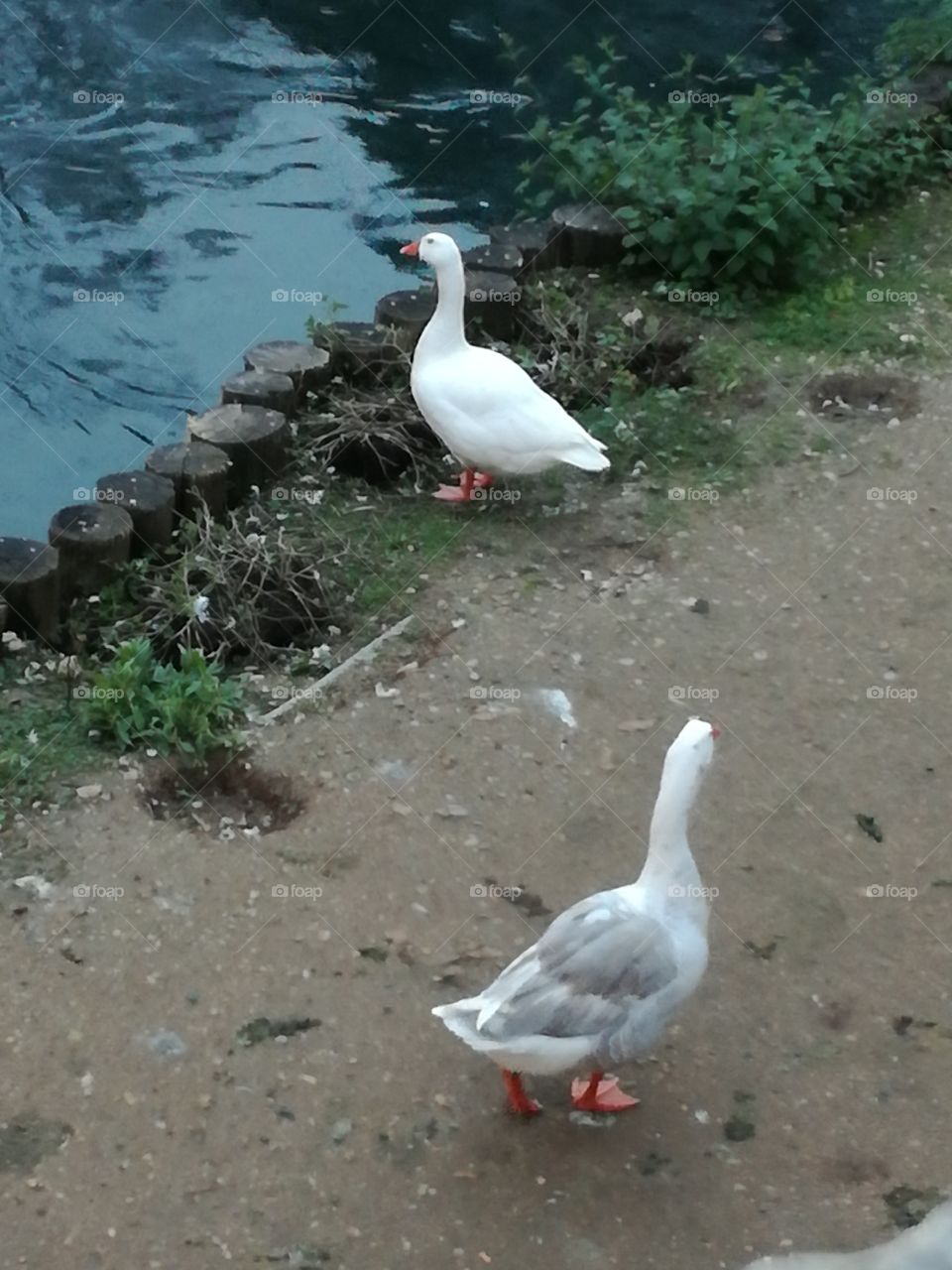 I don't come with you