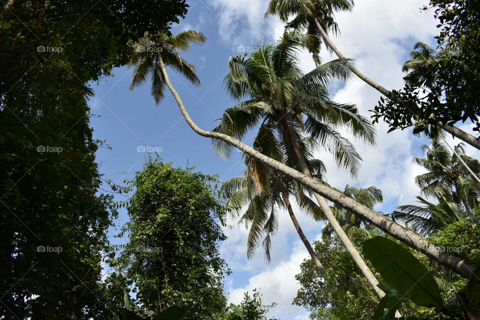 Curved cocanut tree
