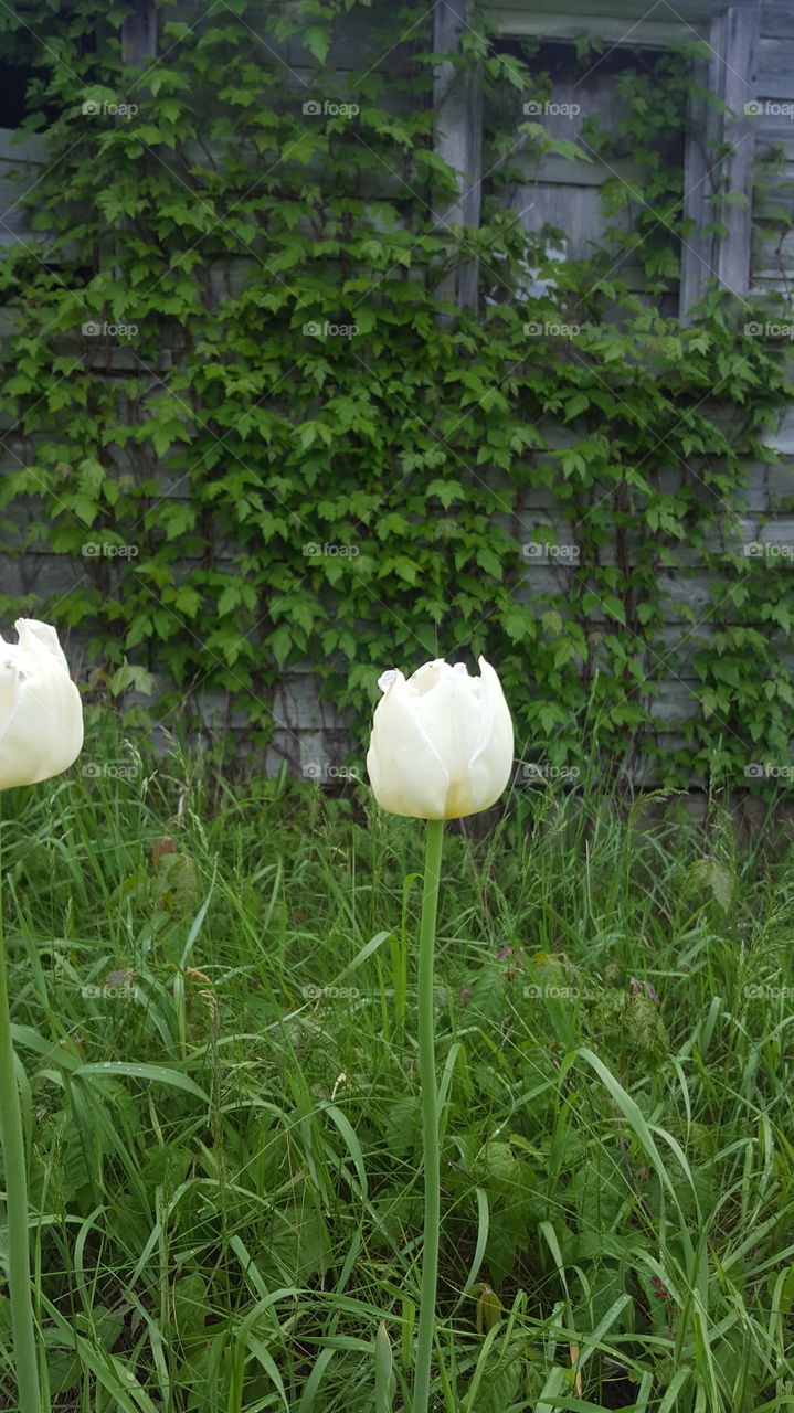 Nature, Leaf, Flower, Summer, Flora