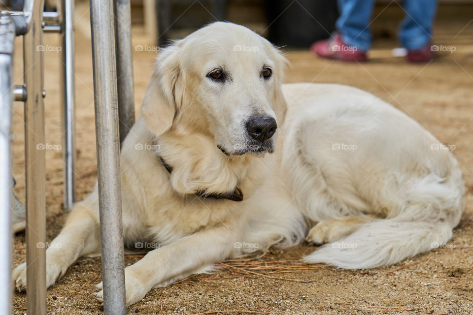 Golden Retriever portrait