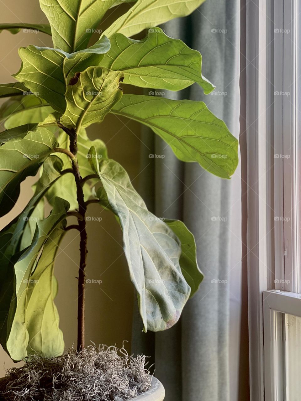 Indoor fiddle leaf fig plant next to a window 