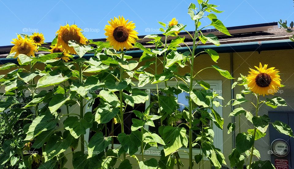 Gigantic sunflowers in garden
