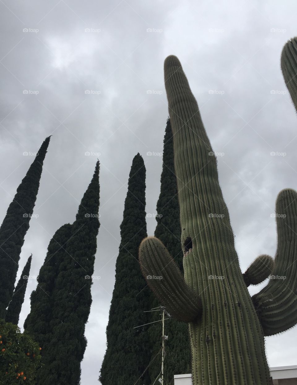 Trees and saguaro 