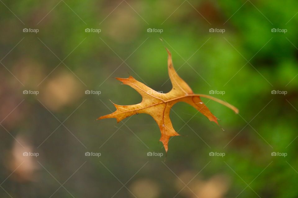 Suspended leaf