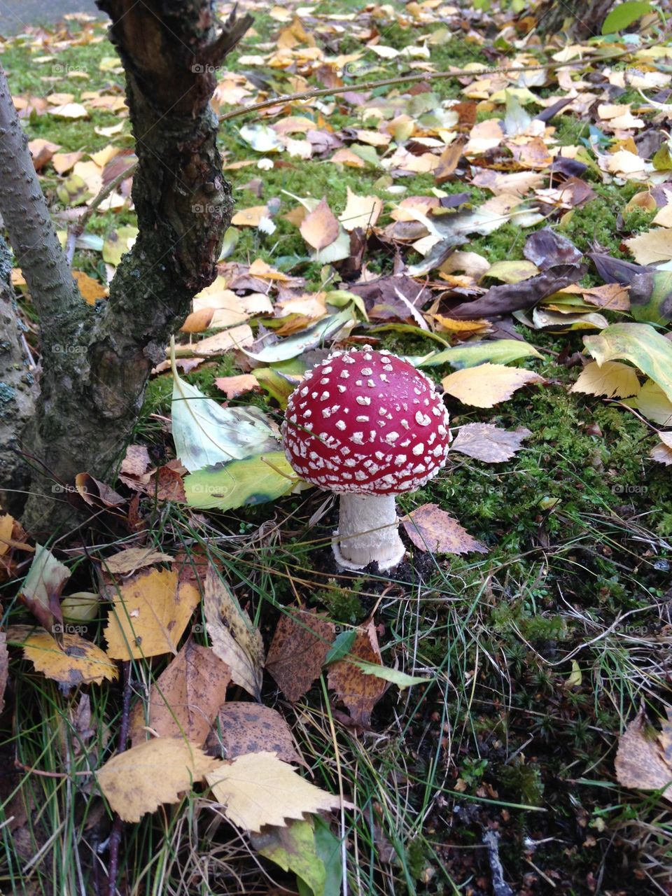 Im Zentrum steht der ausgesprochen schöne Fliegenpilz im Herbstlaub. Seine weißen Punkte heben sich perfekt von seinem roten Hut ab, der weiße Stiel bietet den exzellenten Kontrast dazu. Er steht rechts neben einem kleinen Baumstamm.
