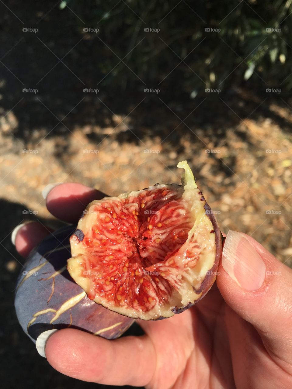 Ripe fig