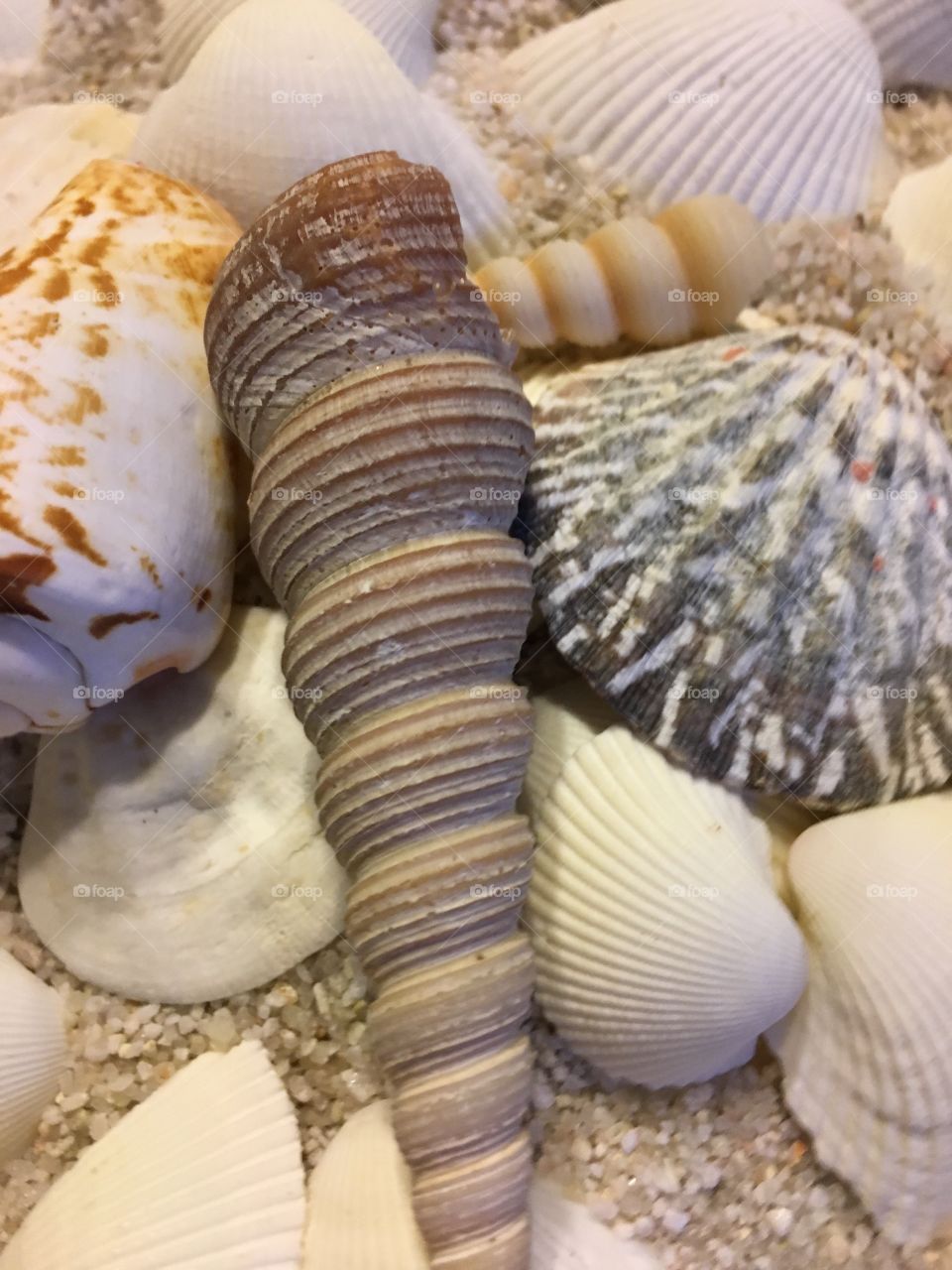 Full frame of seashells