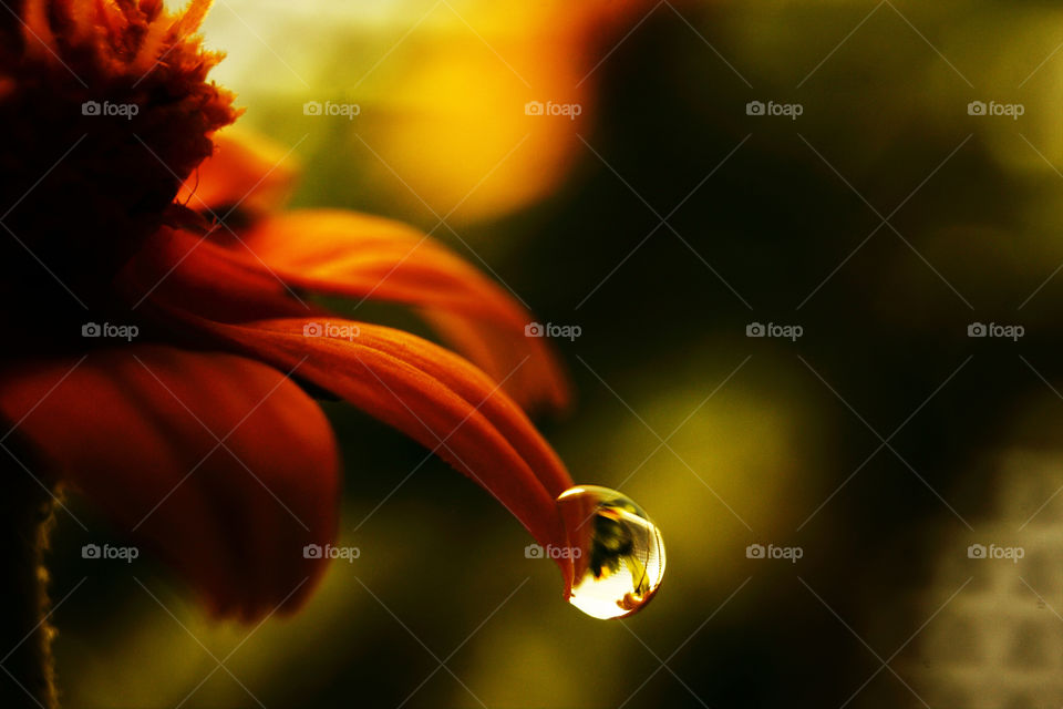 Dew drop on orange flower