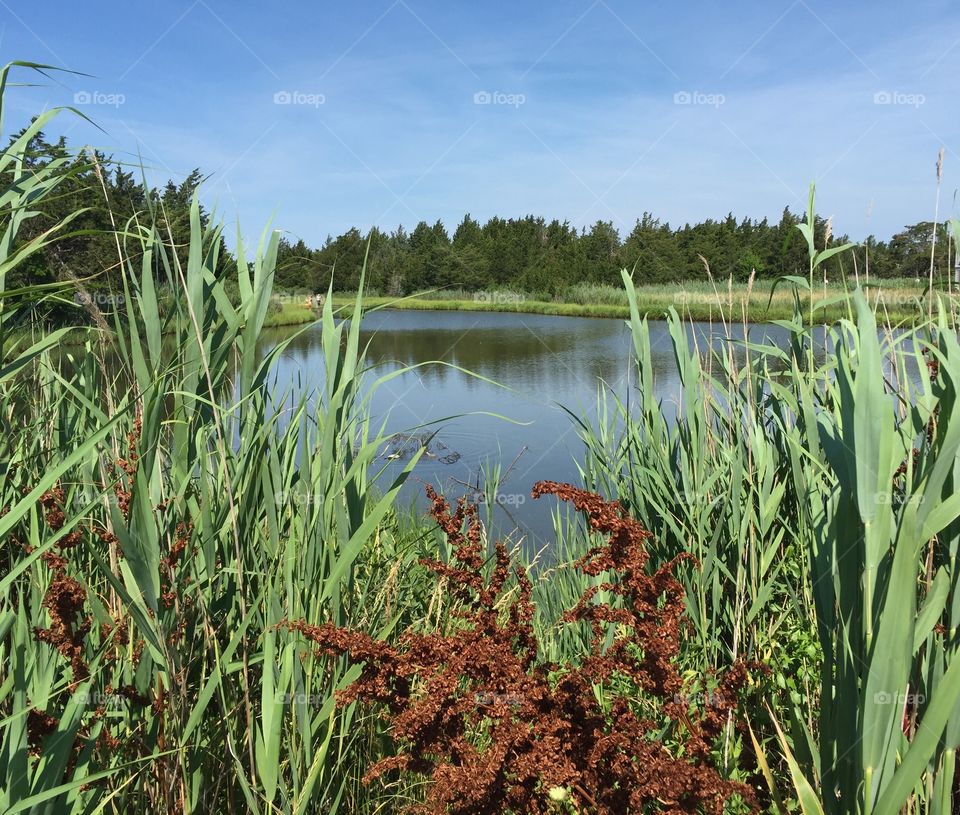 Beach grass