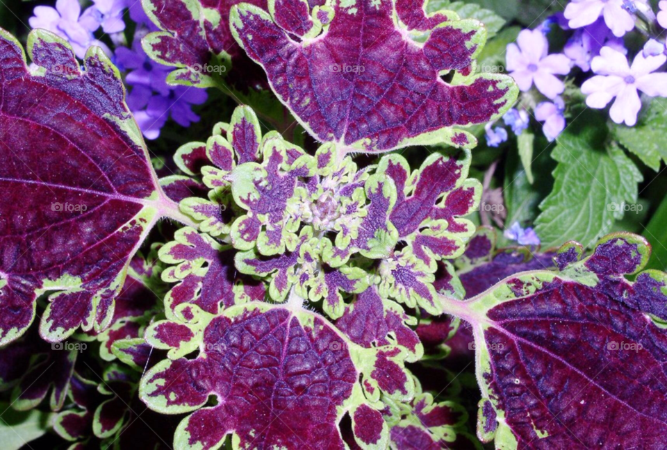 Purple coleus plant 