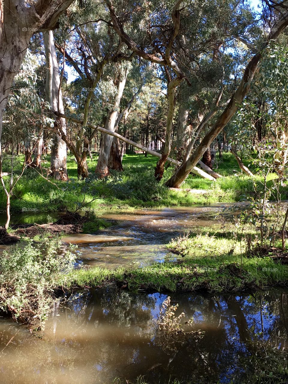 Crisscrossing gumtrees, wet Springtime in Australia's Flinders Ranges wilpena pound area 