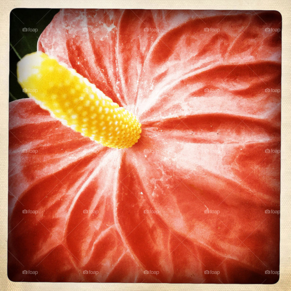 spring happy yellow flower by dasar