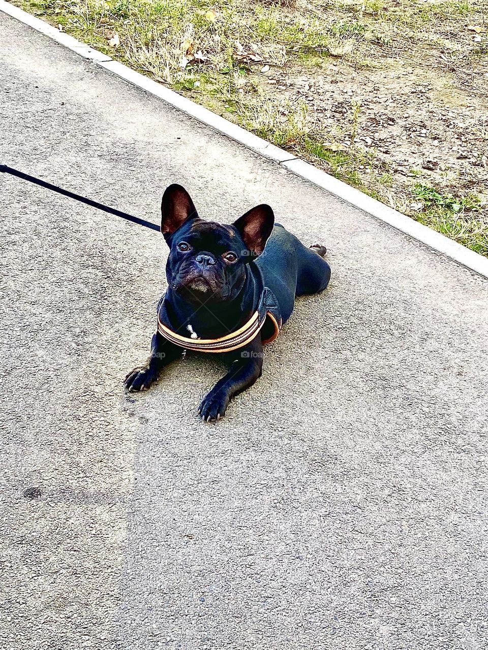 #Autumn #dog #Resting #asphalt #