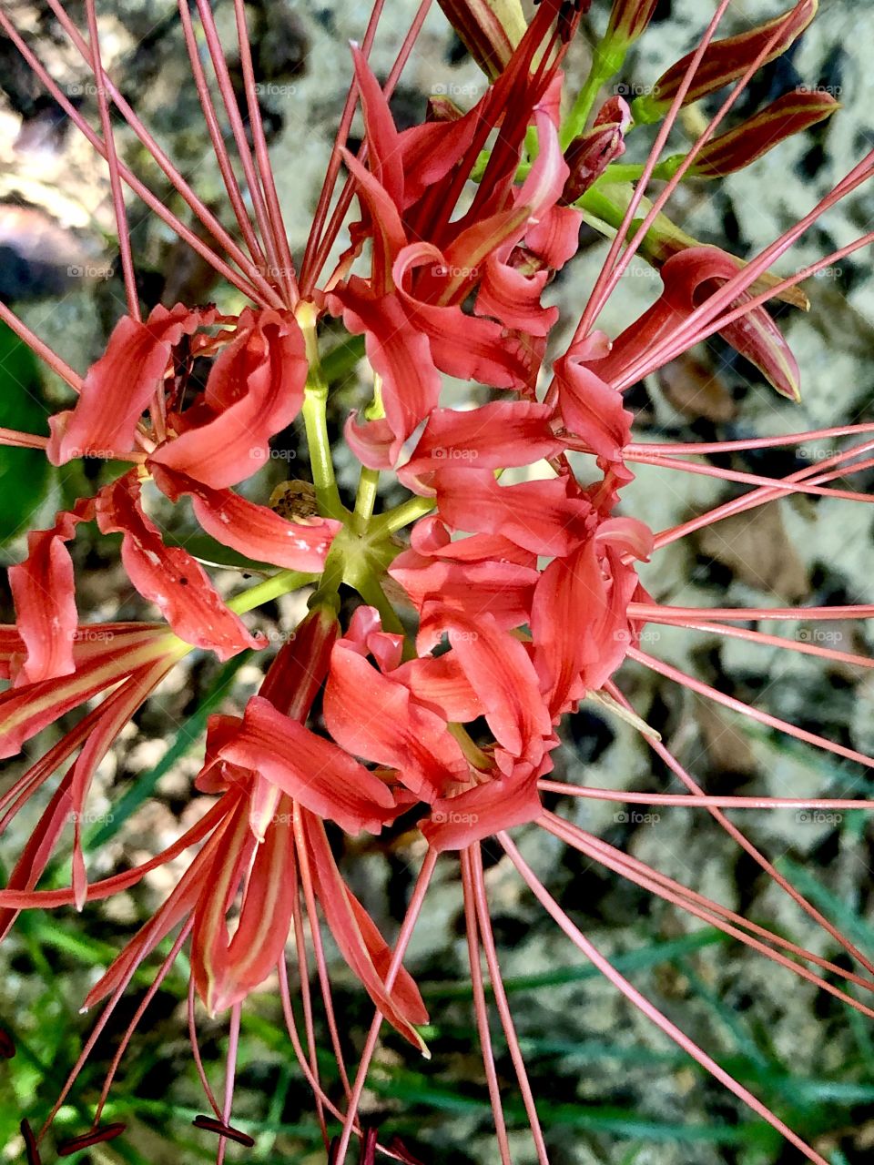 Closeup red bloom on woodlands flower on creek bank 