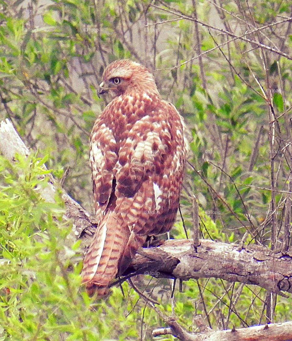 Red-Tailed Hawk