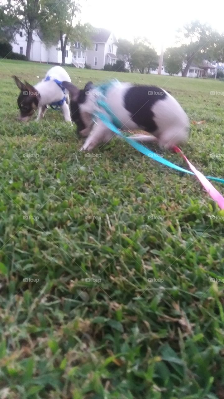 puppies walking on leash