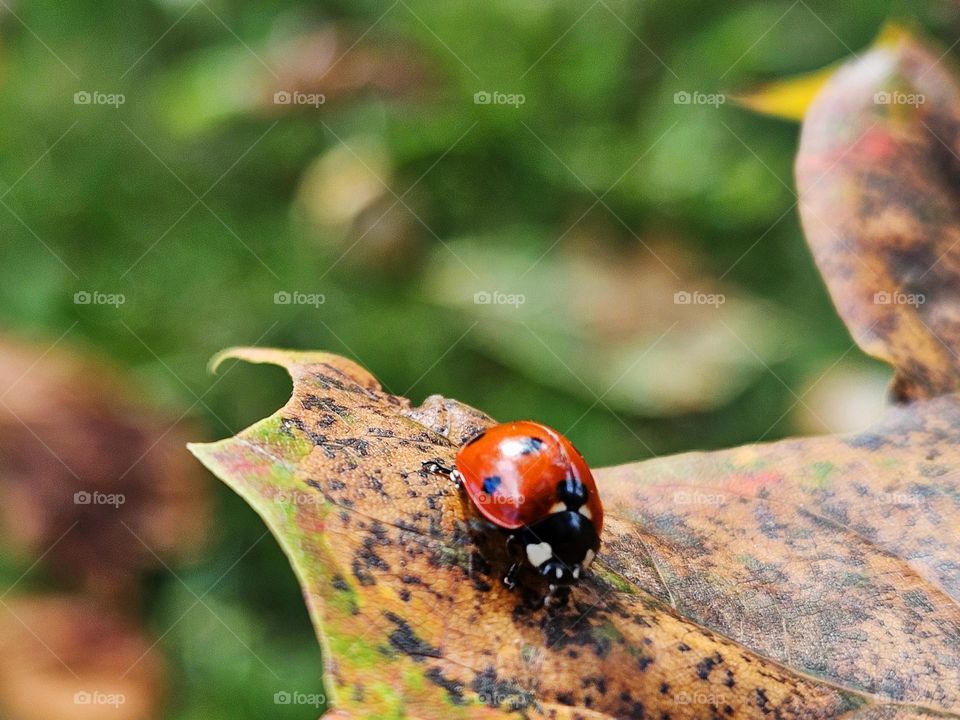 Ladybird and fall