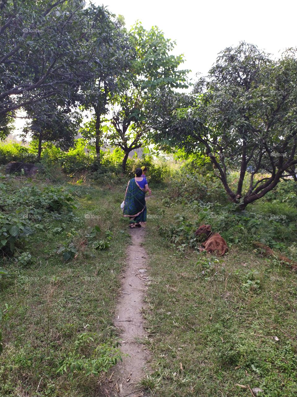 Path less trodden, a country path through the wild