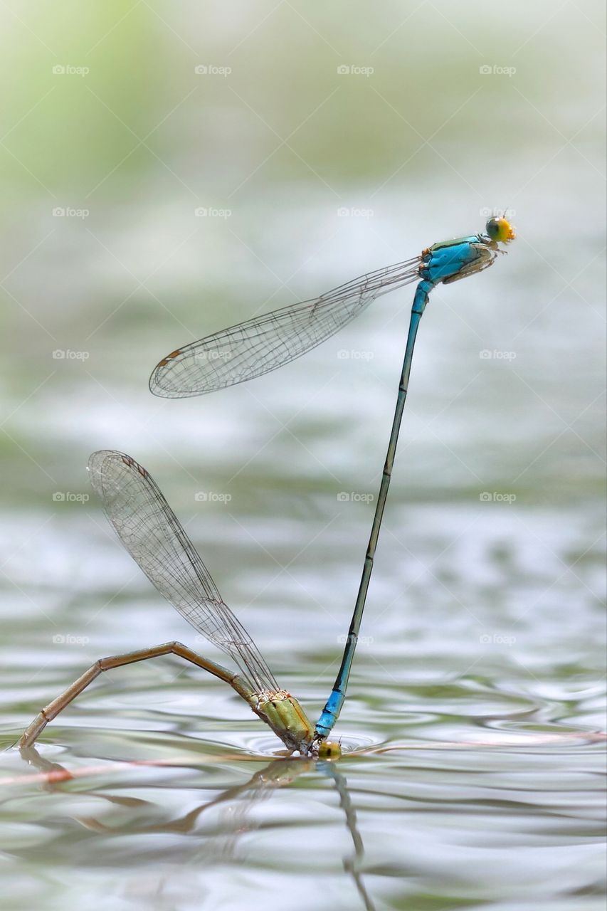 mating session of the damselfly