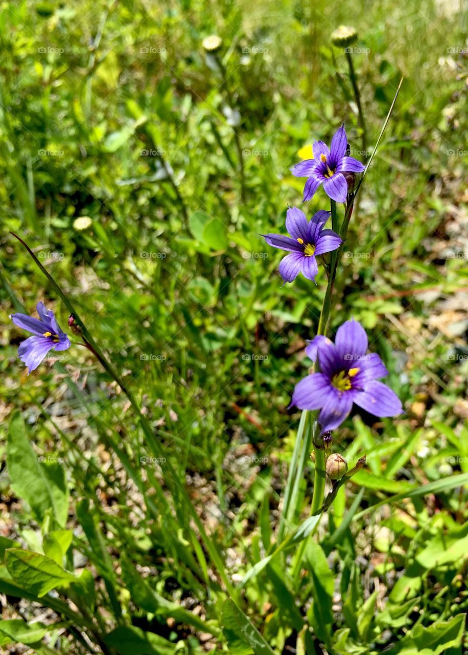 Blue-eyed grass