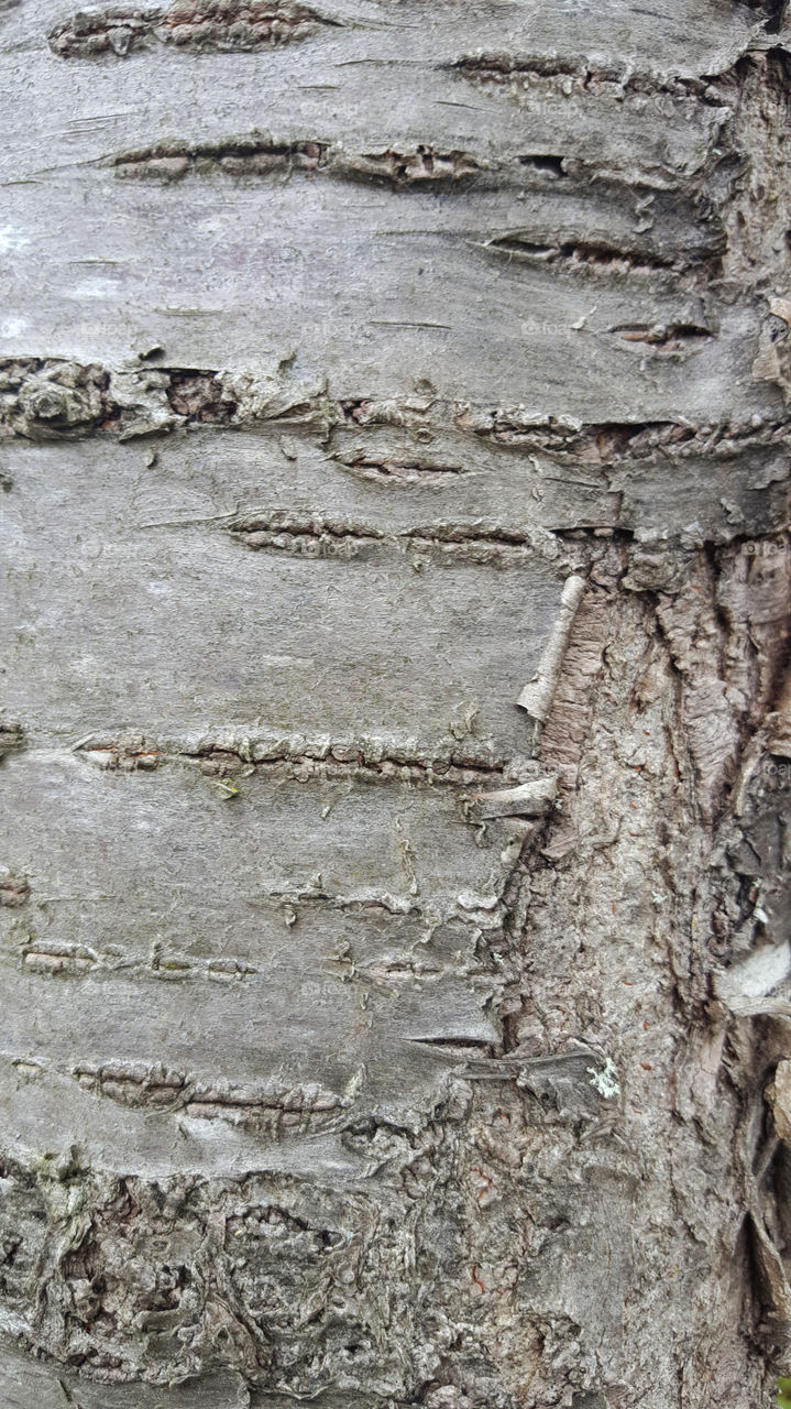 Bark on grey tree trunk 