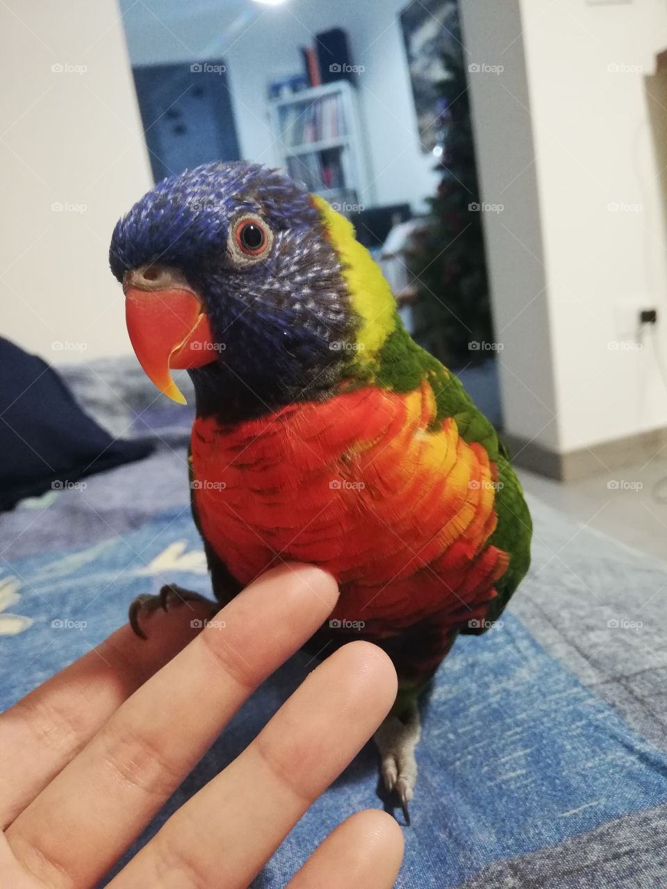 Pippo the parrot