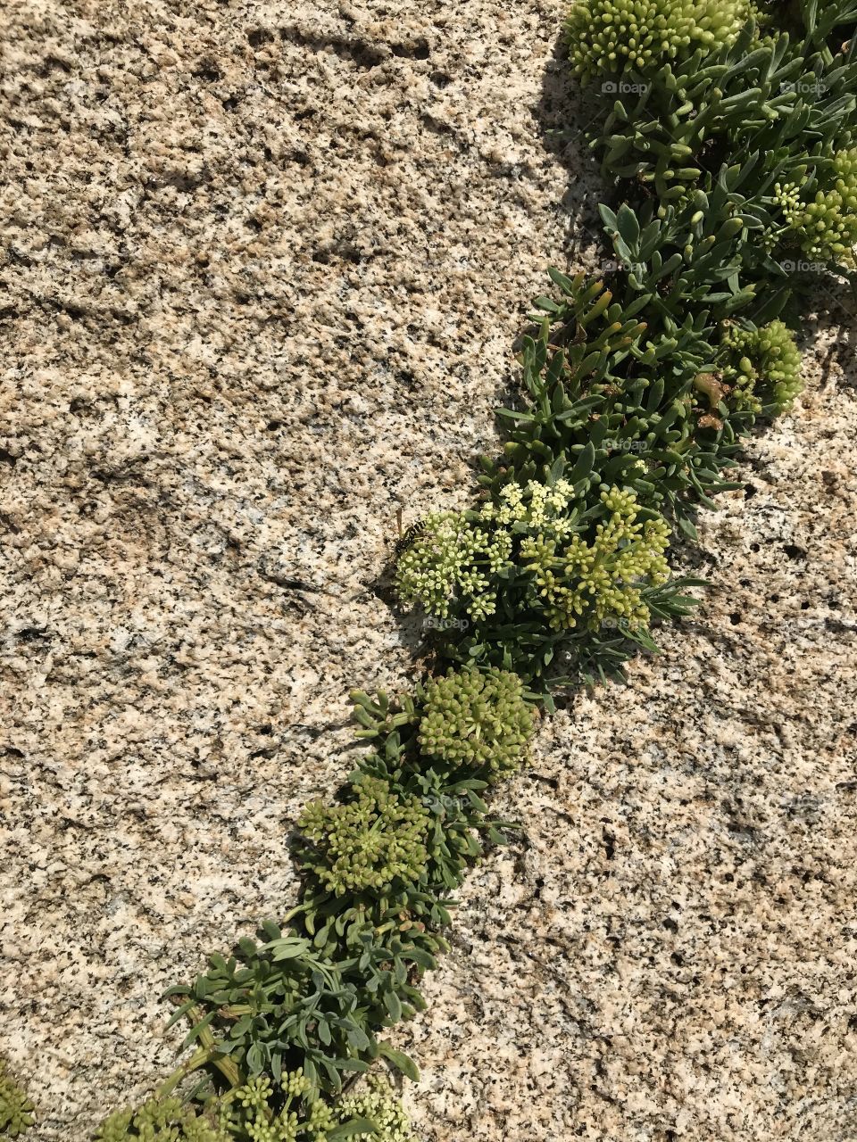 Stones Punta Molentis Sardegna 