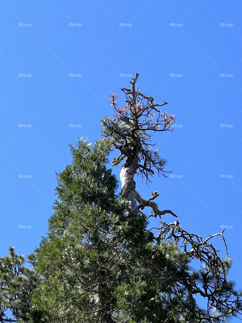Interesting tree formation 