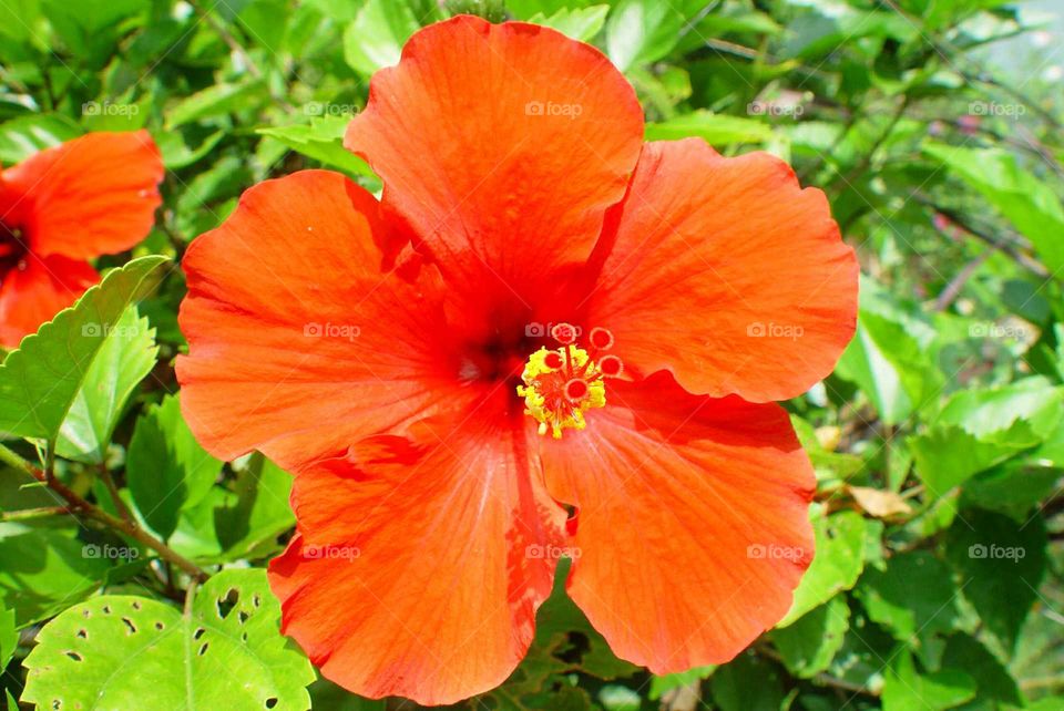 hibiscus