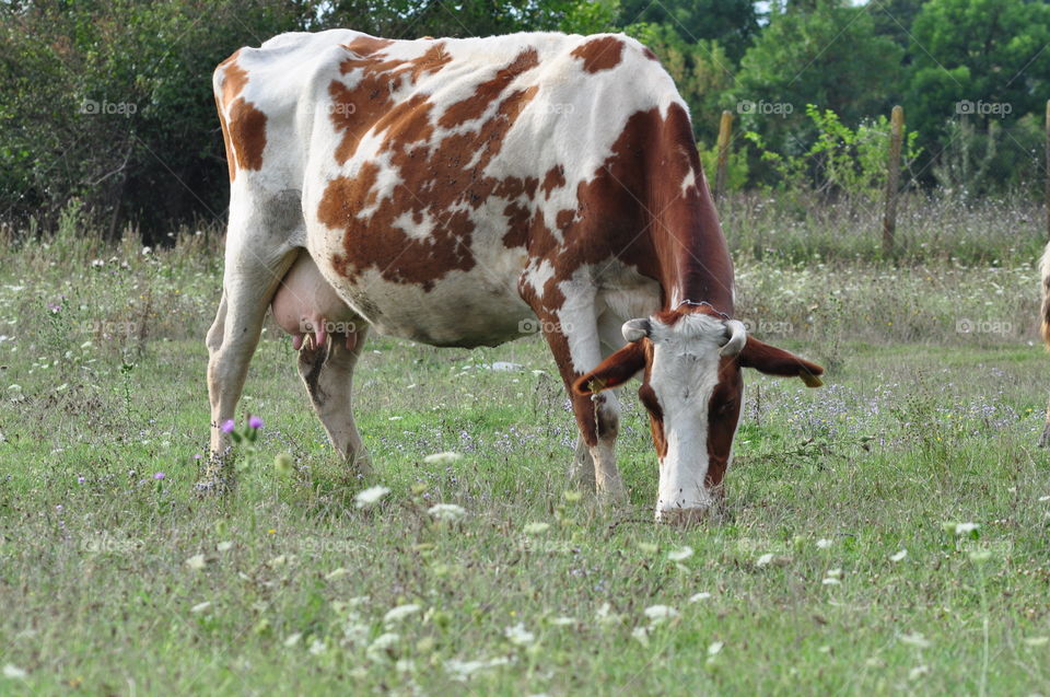 Cow