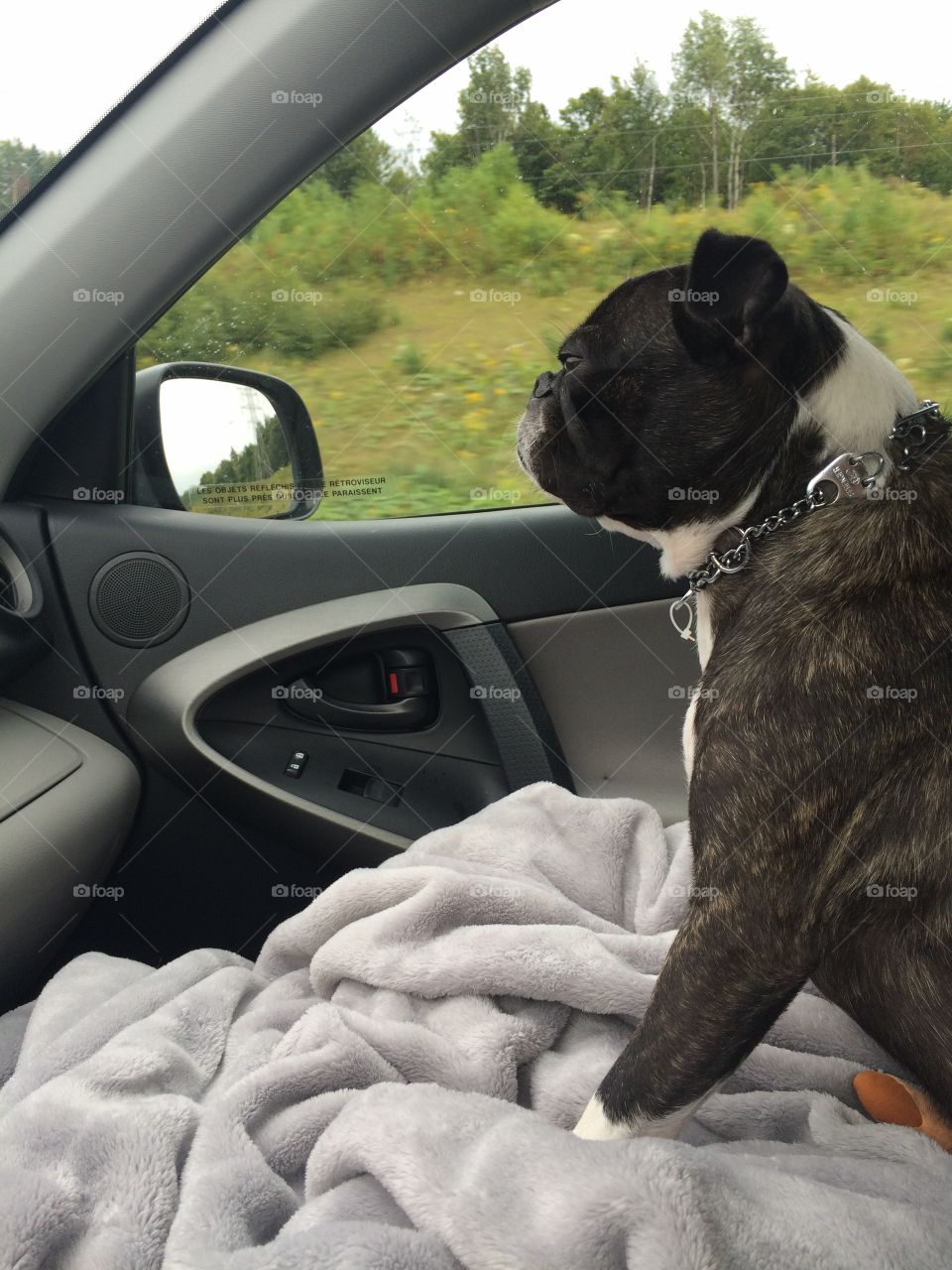 Dog enjoying a car ride! 🤗