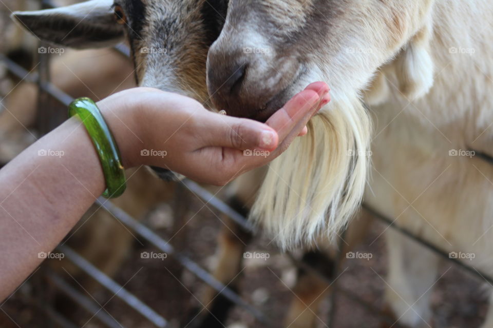 Woman holding feed for goats in petting zoo
