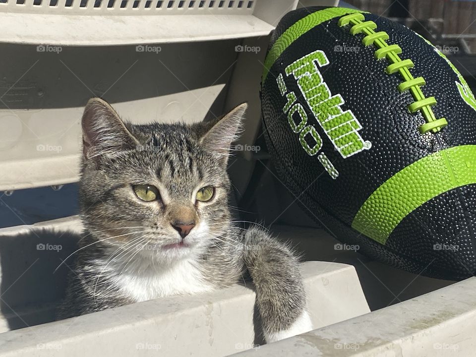 Kitten and football