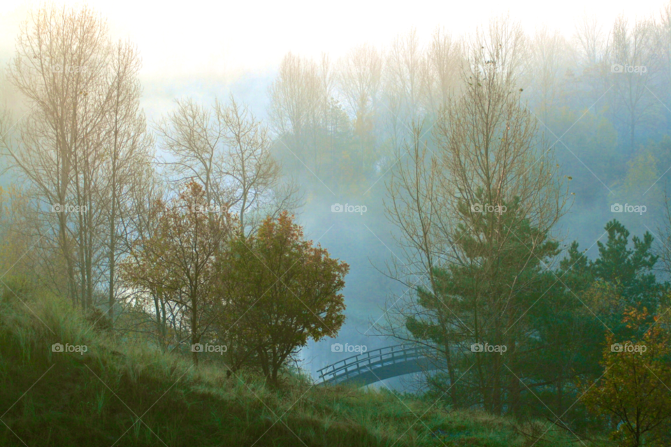 View of autumn trees