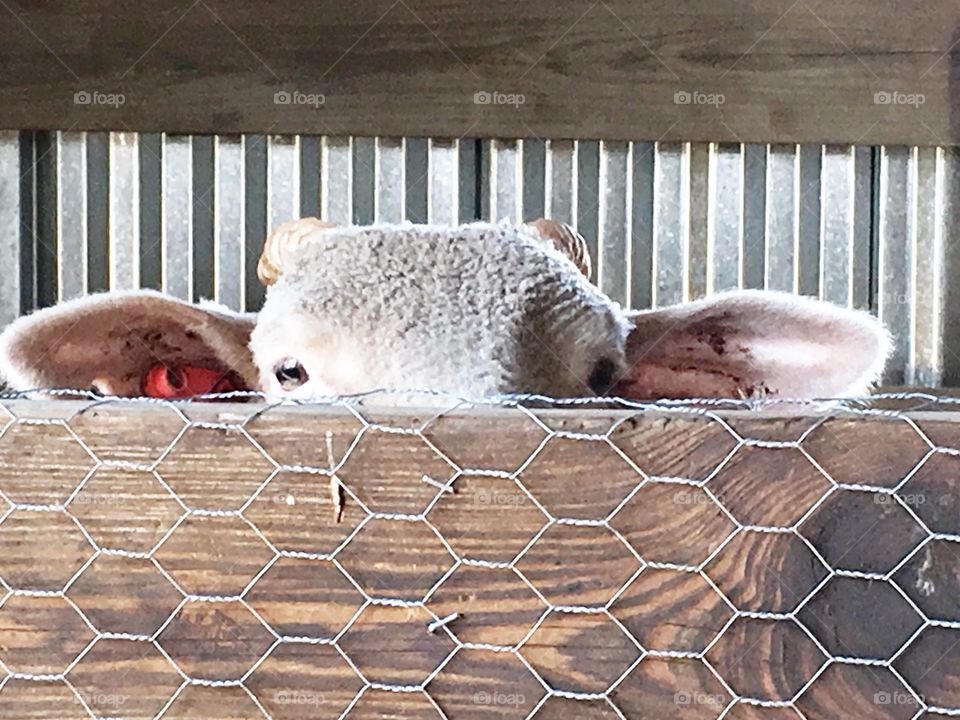 Peek-a-boo lamb. 