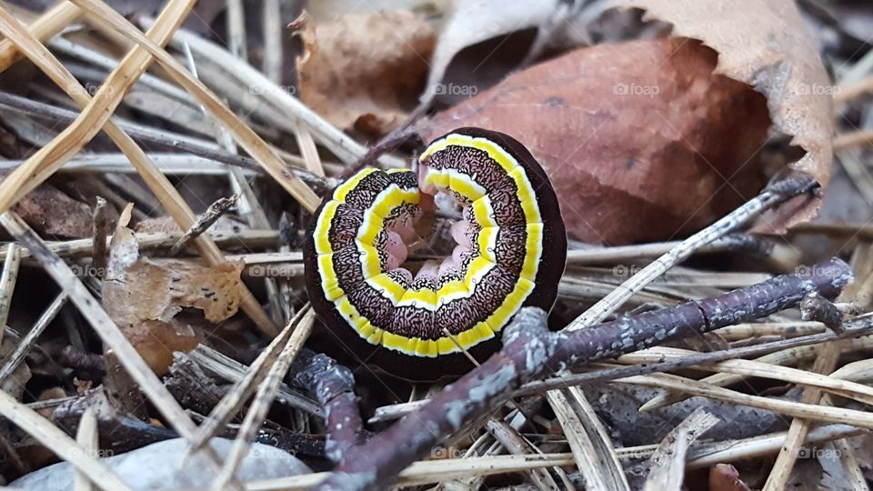 A beautiful yellow/black caterpillar