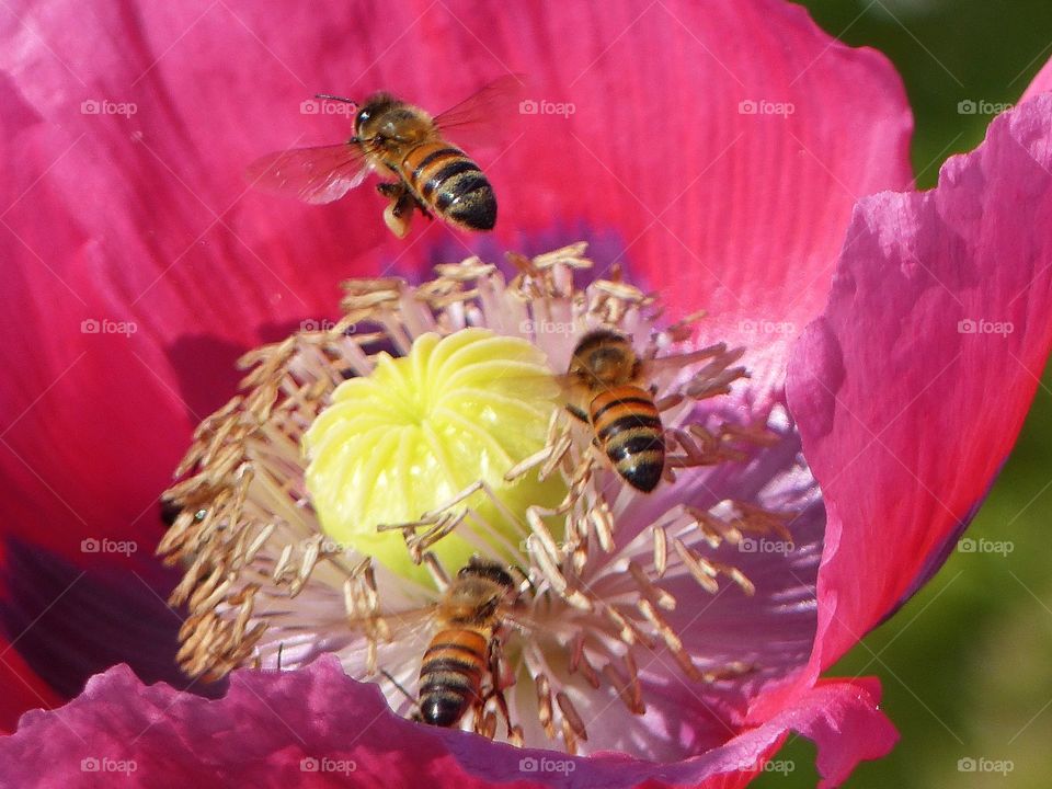 Bees flying on flower