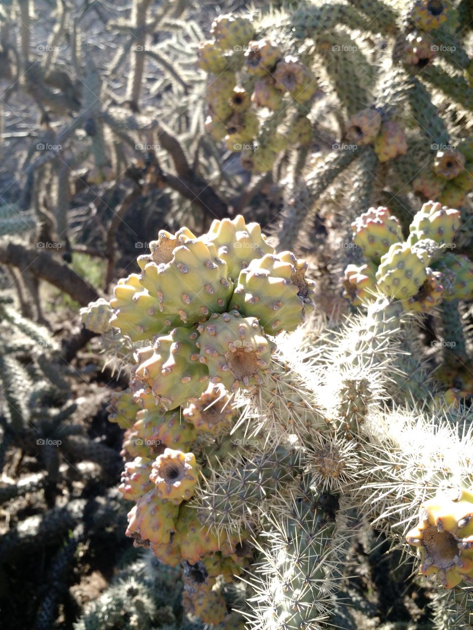 cane cholla. gnarly plant i saw in AZ