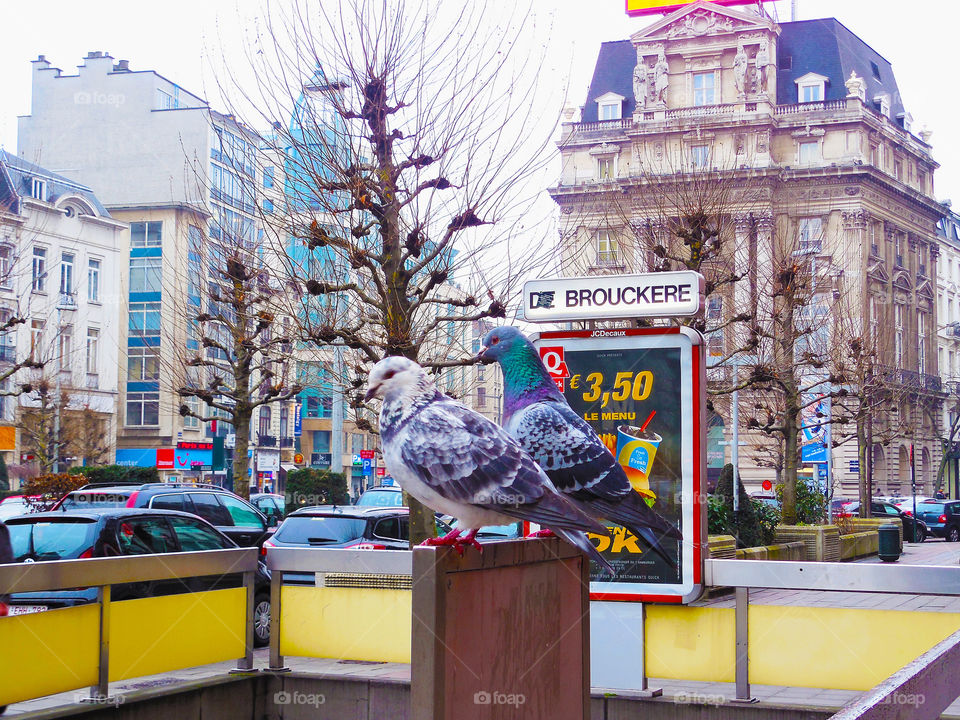 De Brouckere pigeons