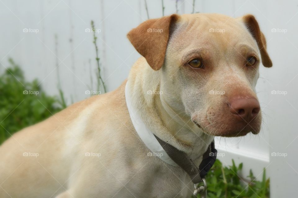 Close-up of a dog