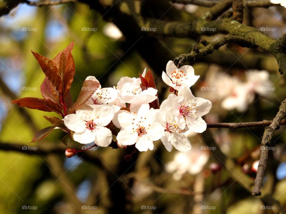 Spring blossom