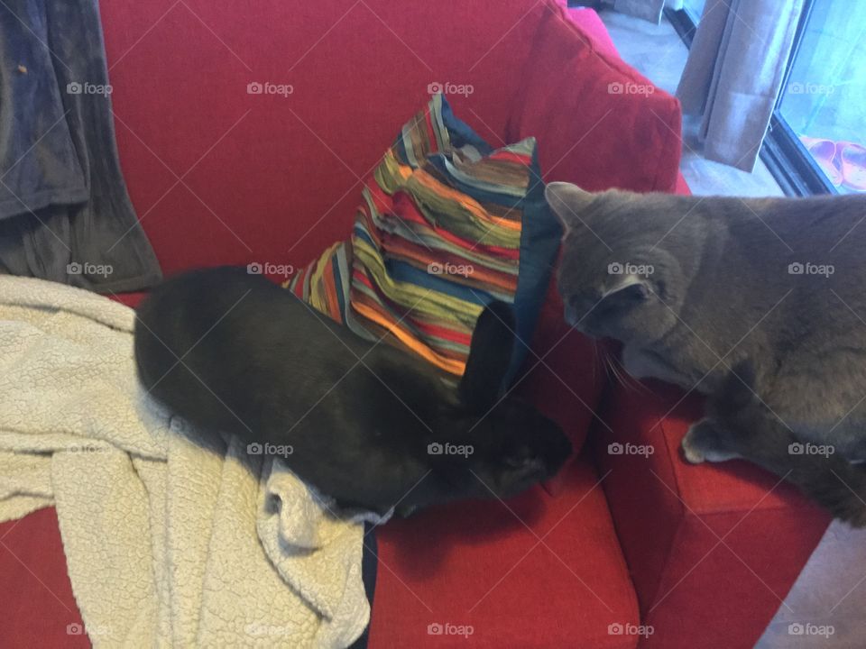 Cat and Bunny showing interest in one another 