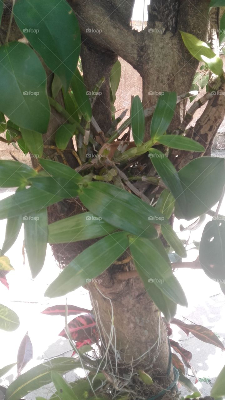 planta de orquídea amarela flora brasileira