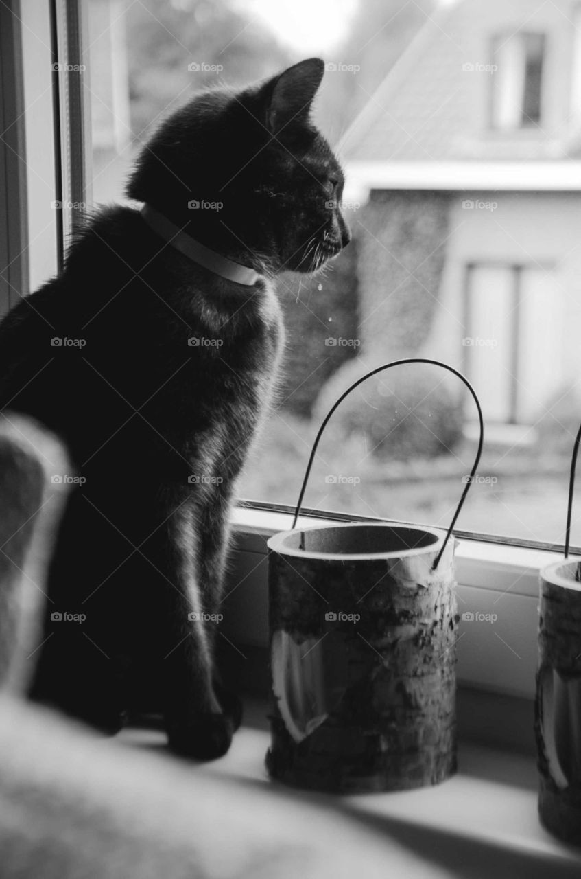 Cat looking out of a window