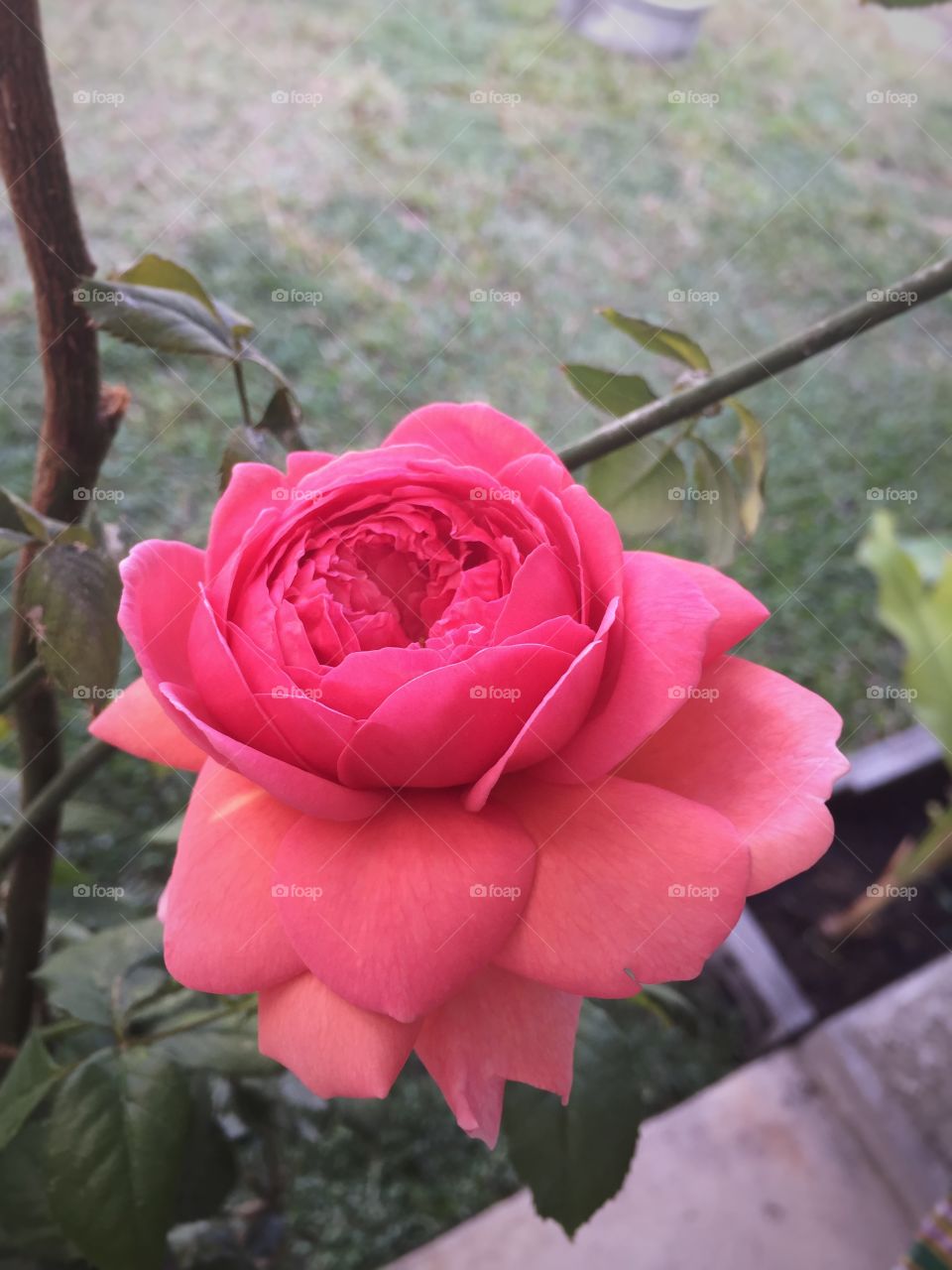 Pink rose