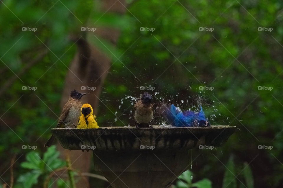 bird having a splash